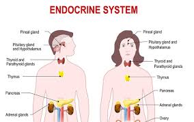 Famous Endocrinologists in India