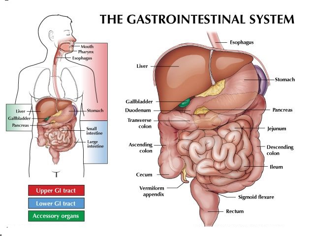 GastroIntestinal Bleeding in Turkey – Find Cost Estimate, Reviews and Book Appointment